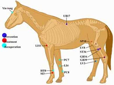 Acupuncture and acupressure points for horses